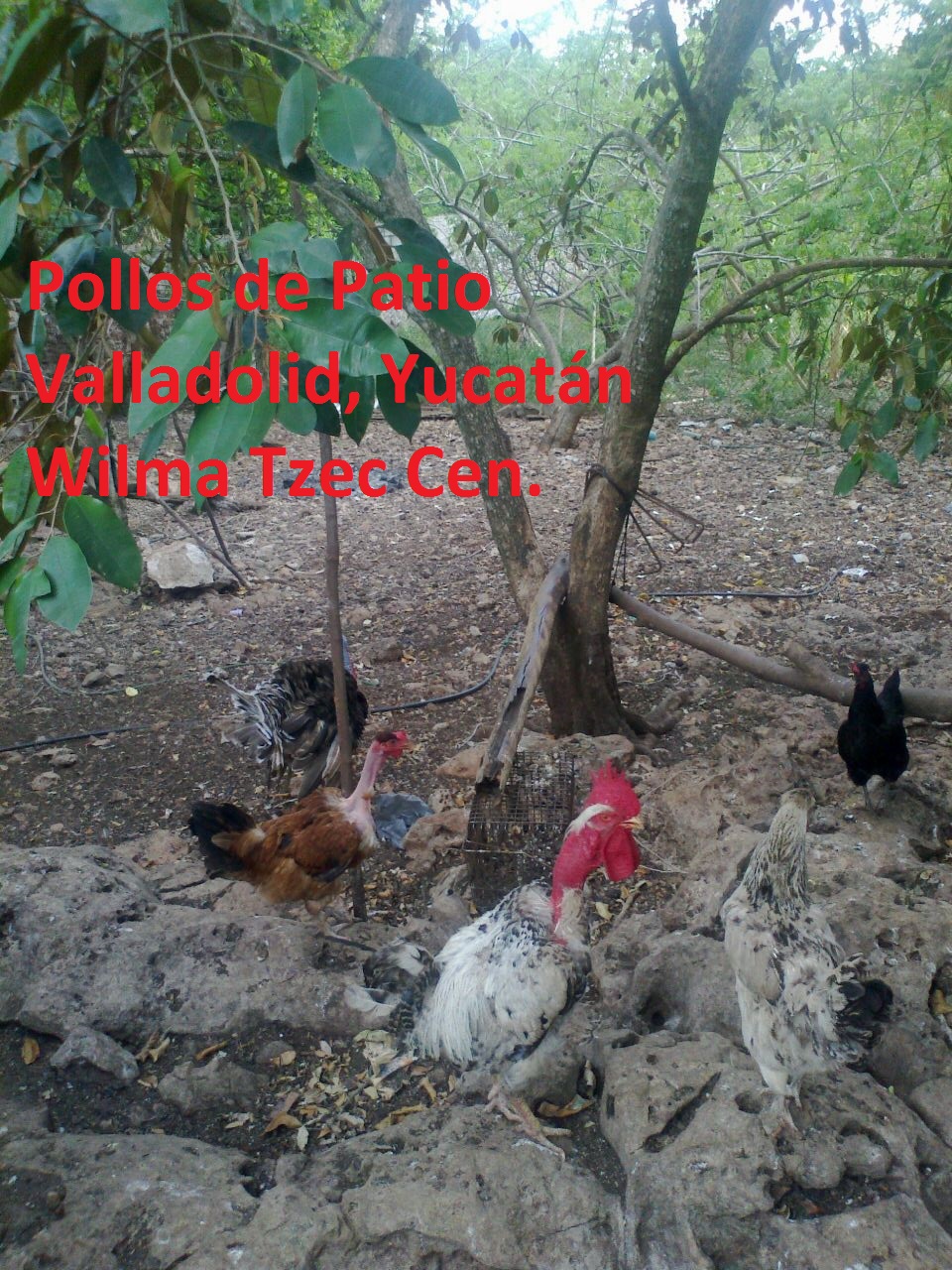 pollos de patio.jpg